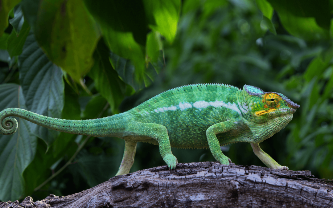 Unveiling the Enchanting Realm of Endemic Fauna in Madagascar : A Deeper Dive into Nature’s Masterpieces