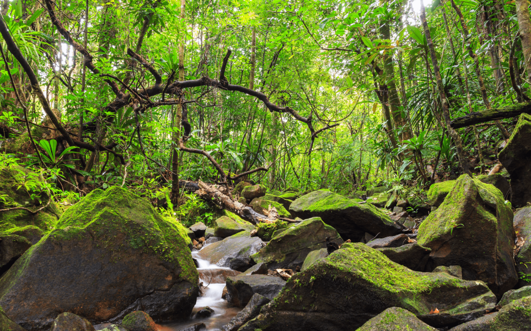Explore the Natural Magic of Ranomafana National Park in Madagascar